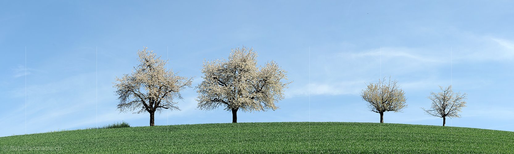 P003481: Panoramabild Blühende Bäume