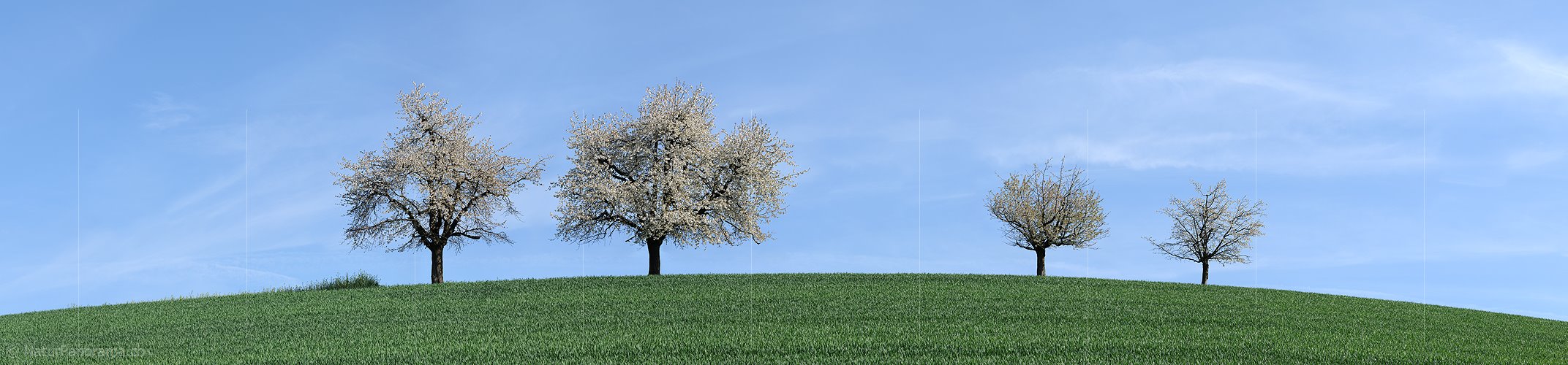 P003482: Grosspanorama Blühende Bäume