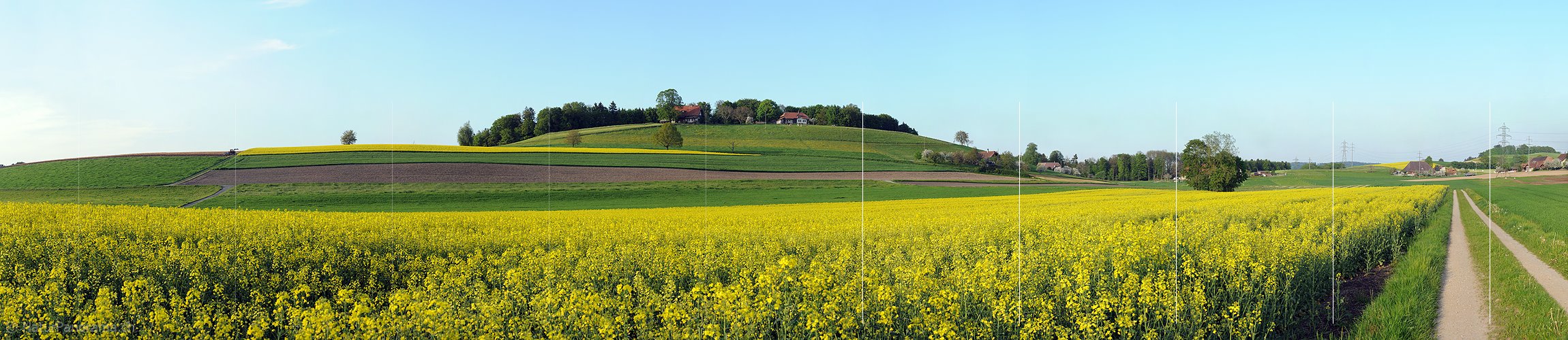 P003492: Grosspanorama Rapsfelder