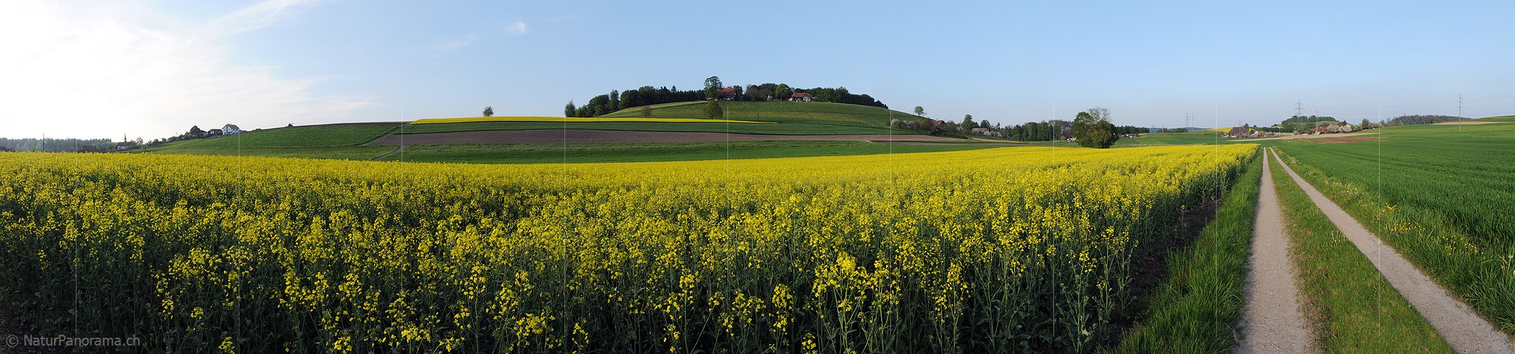 P003493: Panoramabild Rapsfelder