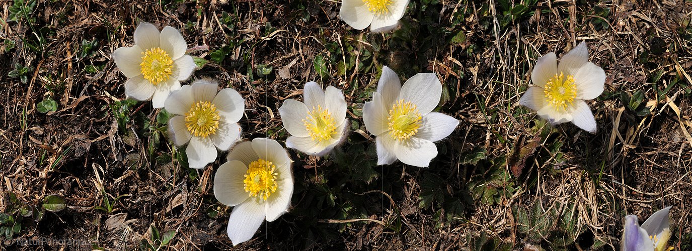 P003541: Panoramabild Pelzanemonen