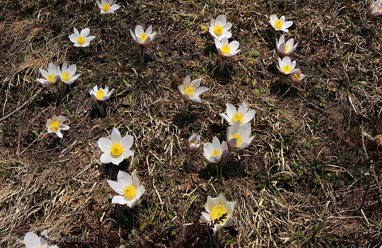 P003566: Grossbild Bergfrühling