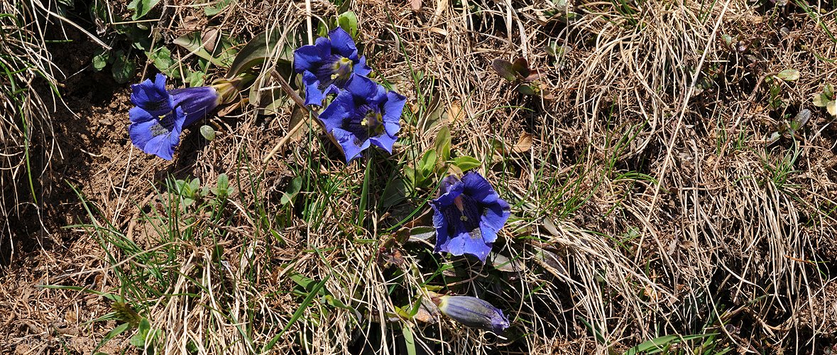 P003567: Panoramabild Bergblumen