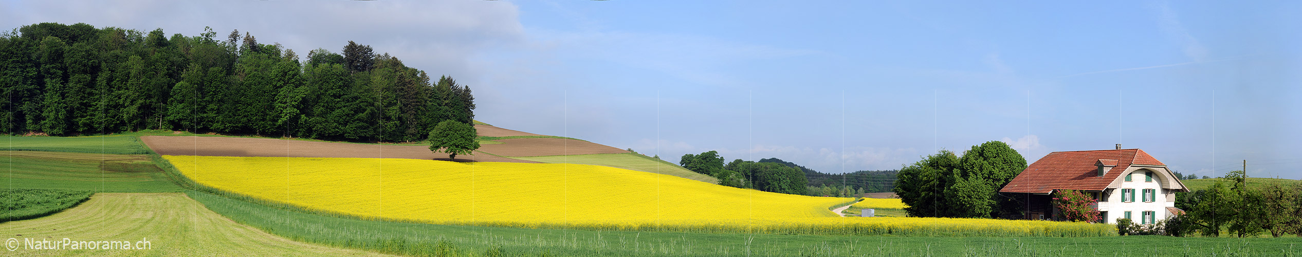P003591: Panoramabild blühendes Rapsfeld und Haus