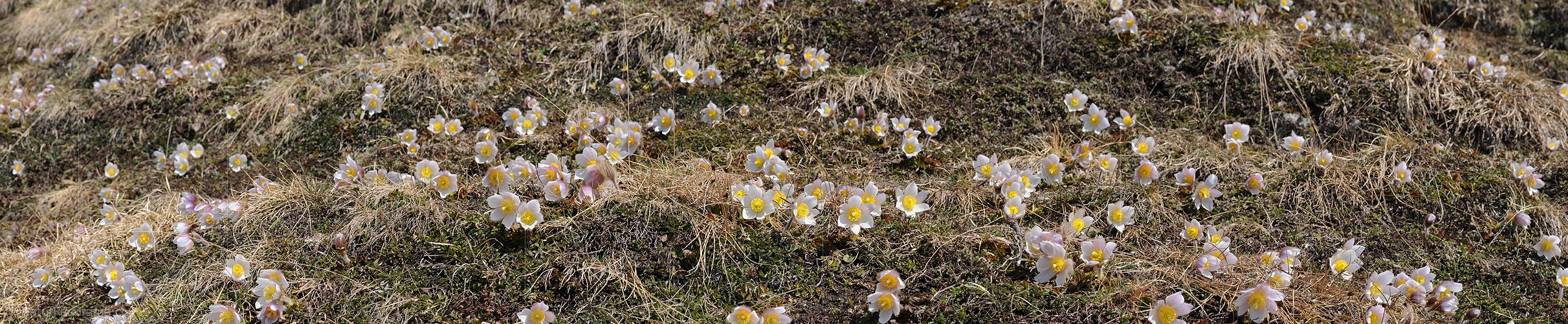 P003612: Panoramabild Bergblumen
