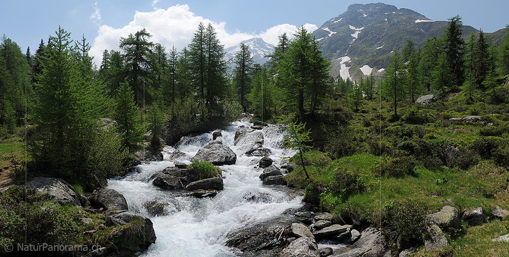 P003723: Grosspanorama Sprudelnder Bergbach