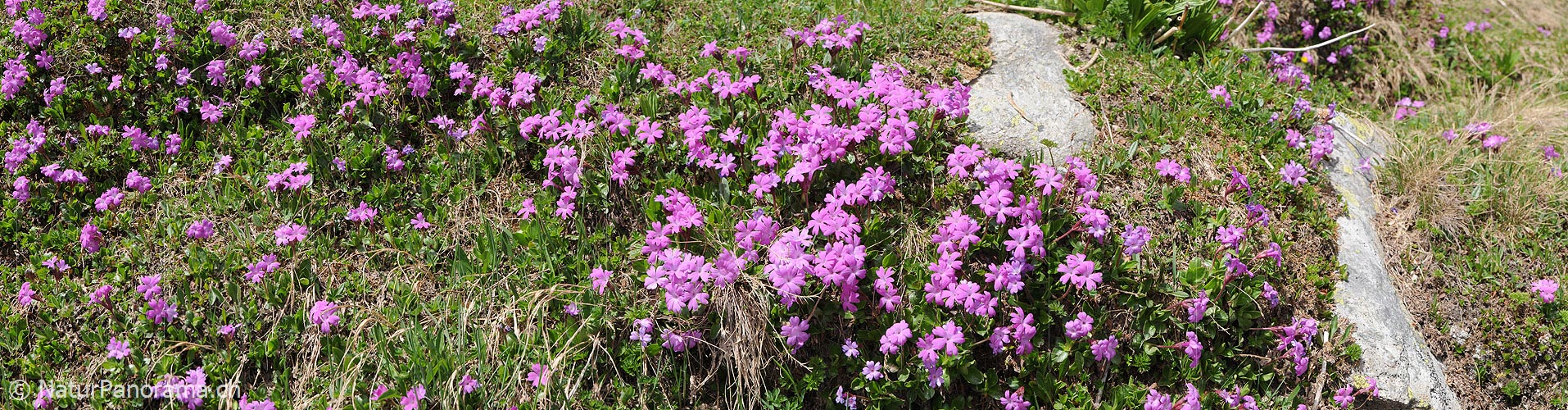 P003779: Panorama Mountain Flowers (Red Felsenprimel)