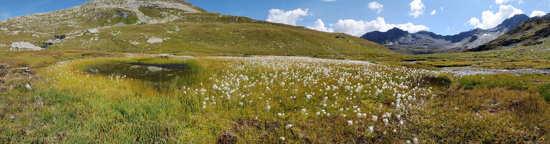 P004073: Panorama Tümpel und Wollgras