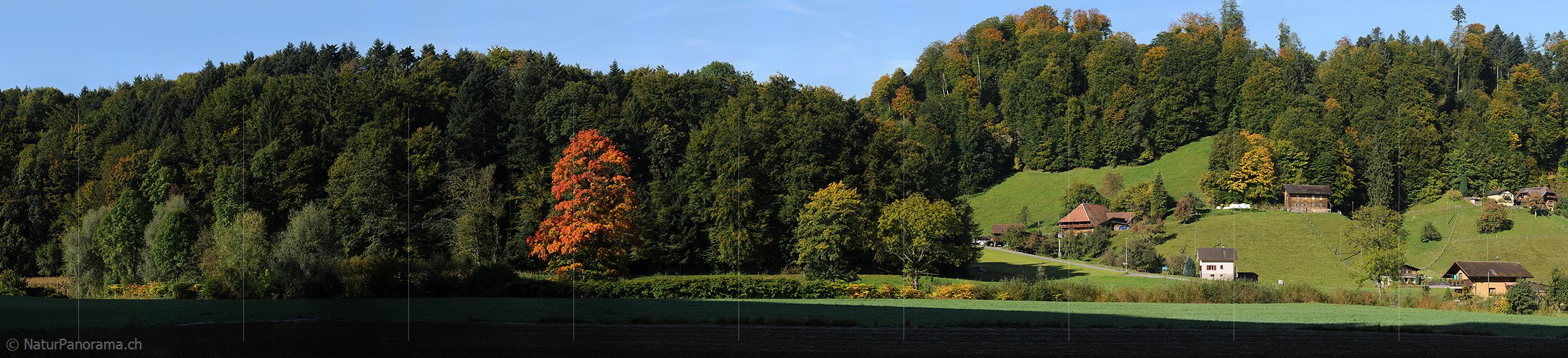 P004237: Grosspanorama Herbstlich gefärbter Ahorn