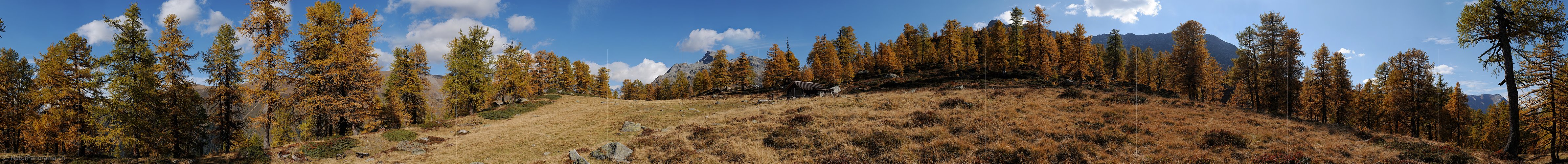 P004261: Grosspanorama Alphütte in Lärchenwald