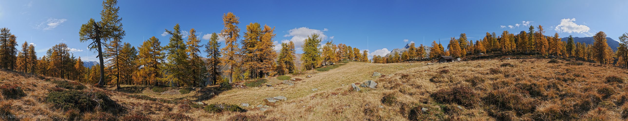 P004262: 360° Panoramafoto Lichtung im goldgelben Lärchenwald