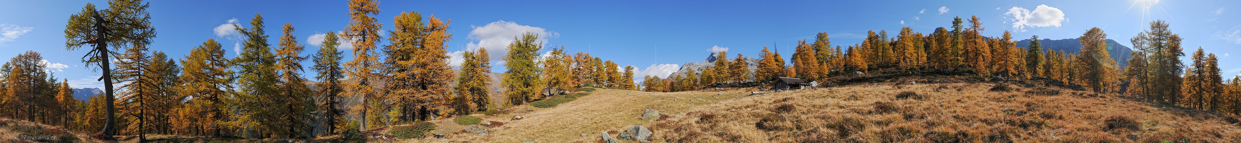 P004263: 360° Panoramafoto Lichtung im goldenen Lärchenwald