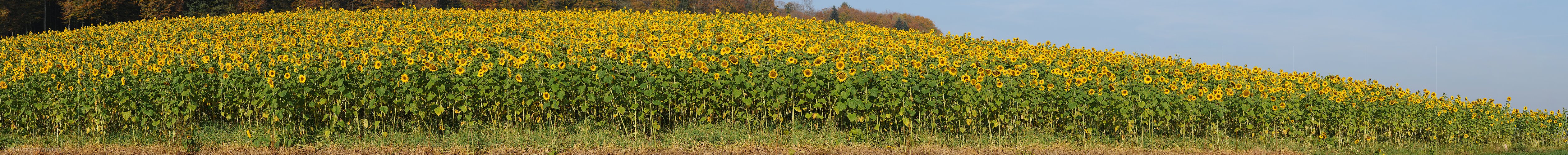P004311: Panorama Sonnenblumenfeld