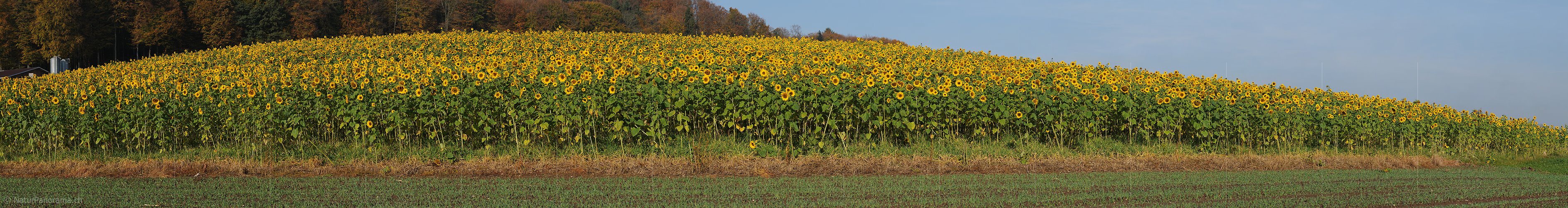 P004313: Grosspanoramabild Sonnenblumenfeld
