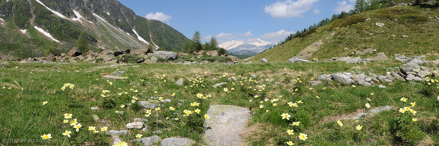 P004447: Panoramafoto Schwefelanemonen in Naturlandschaft