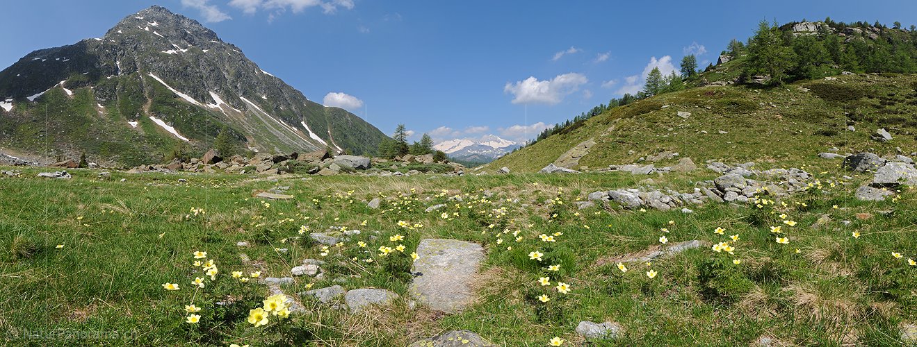 P004448: Panorama Schwefelanemonen in Berglandschaft