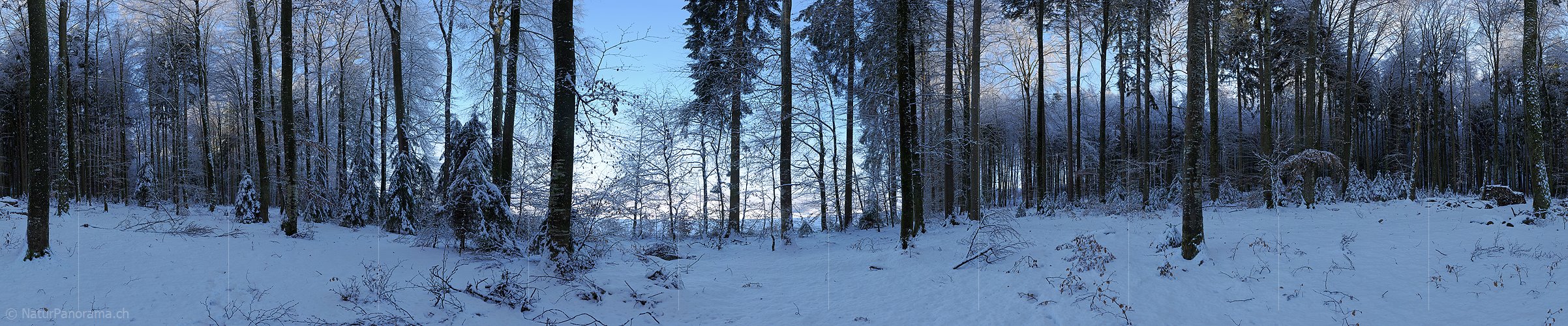 P004491: 360° Grosspanorama Winterwald