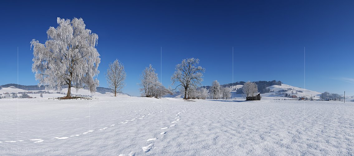 P004545: Grosspanoramabild Raureiflandschaft mit Bäumen