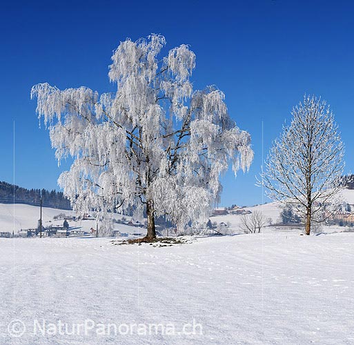 P004561: Great picture tree with frost