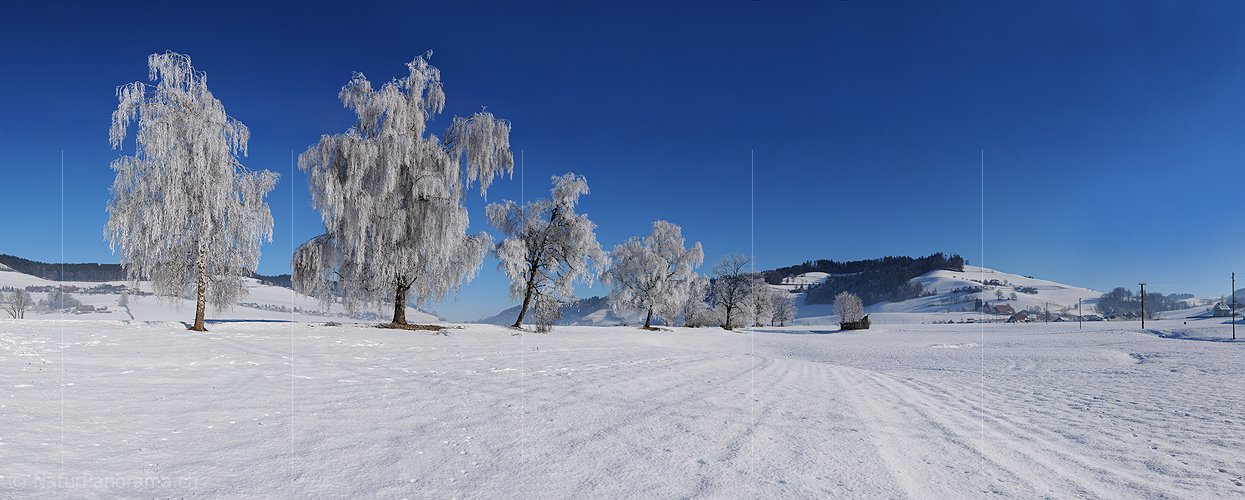 P004562: Panoramabild Raureif an Birken