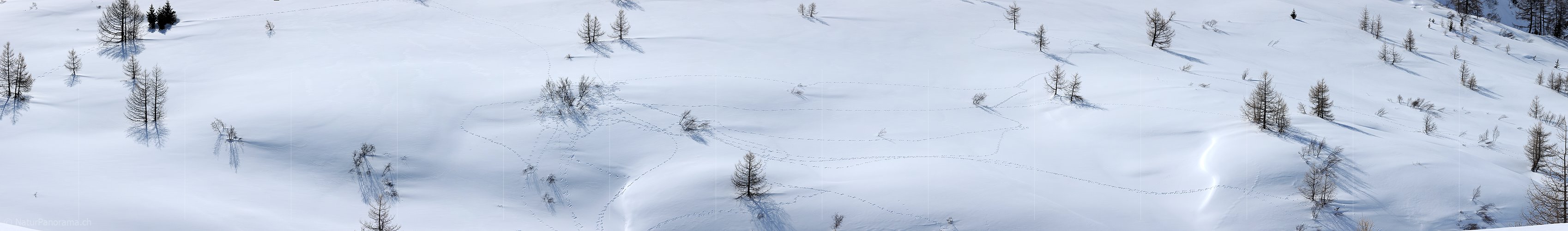 P004710: Panoramabild Paradies der Schneehasen