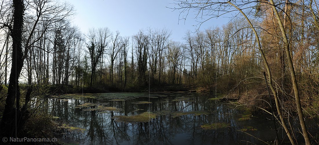 P004751: Panoramabild Morgen an kleinem See in Auenlandschaft