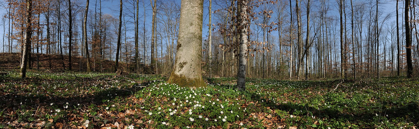 P004755: Panoramabild Frühlingswald
