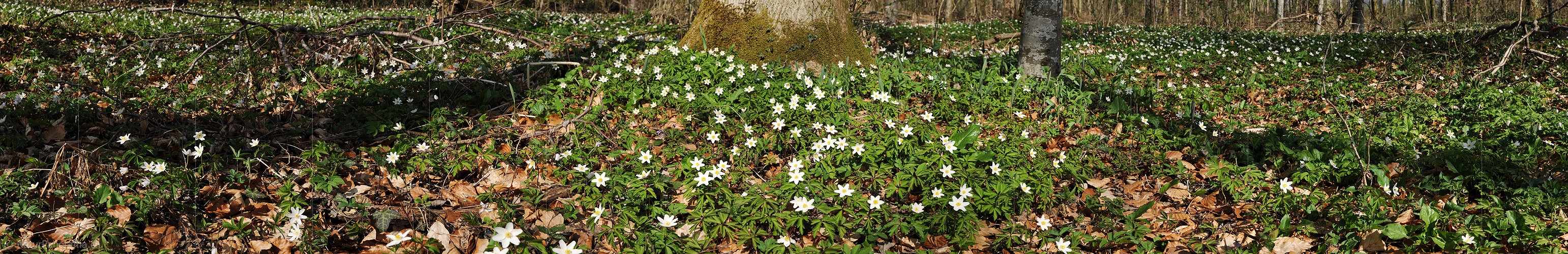 P004756: Panoramabild Buschwindröschen