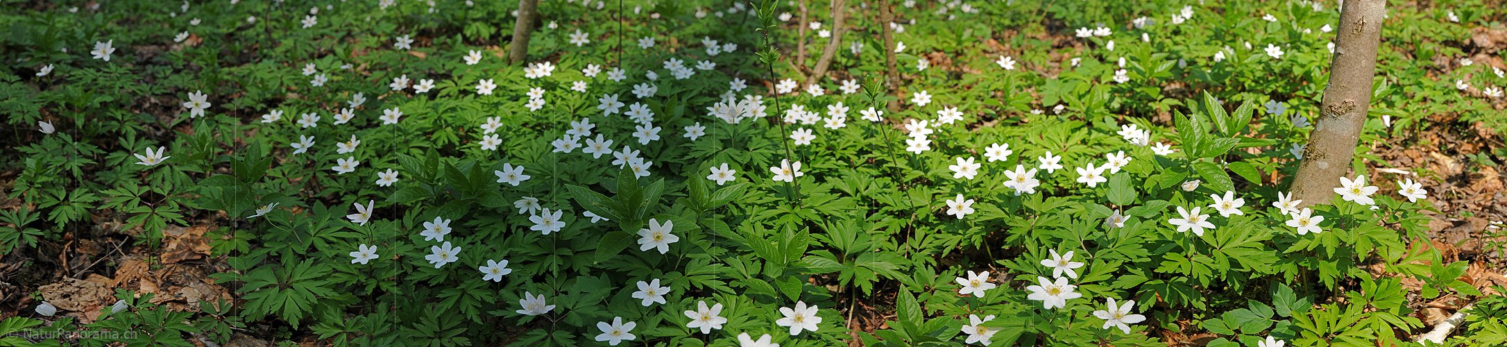 P004792: Panoramafoto Blühende Buschwindröschen