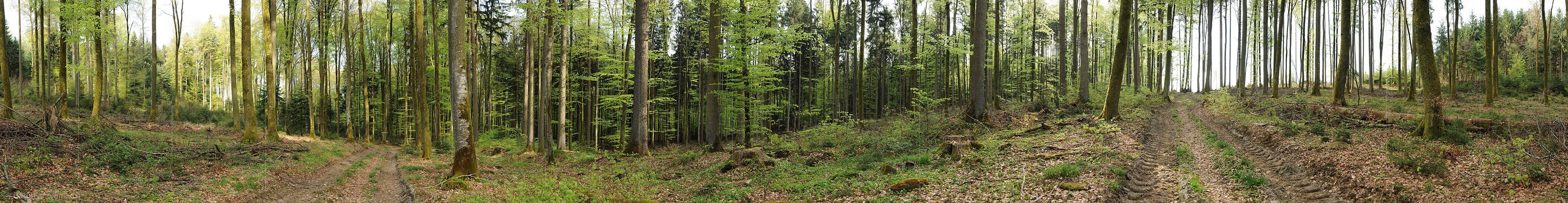 P004811: Panoramabild Frühlingswald