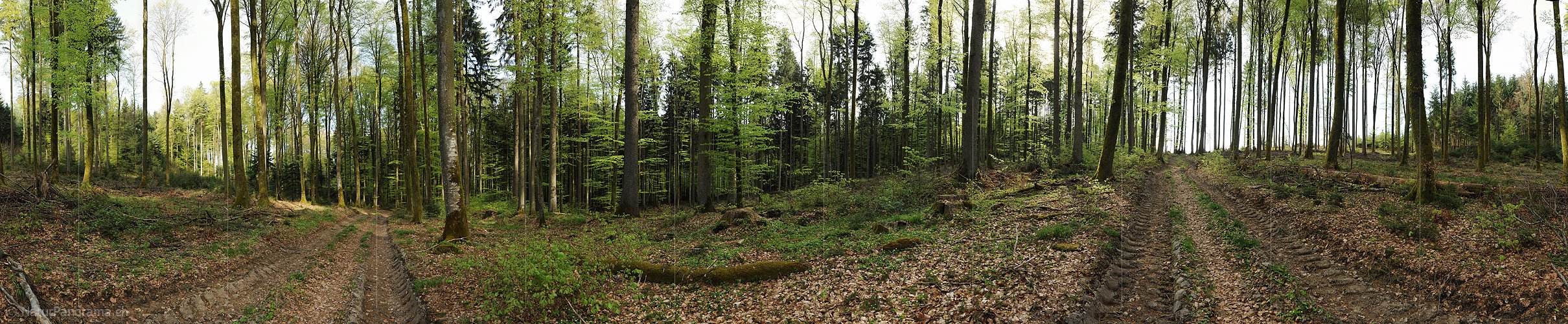P004813: Panorama Frühlingswald