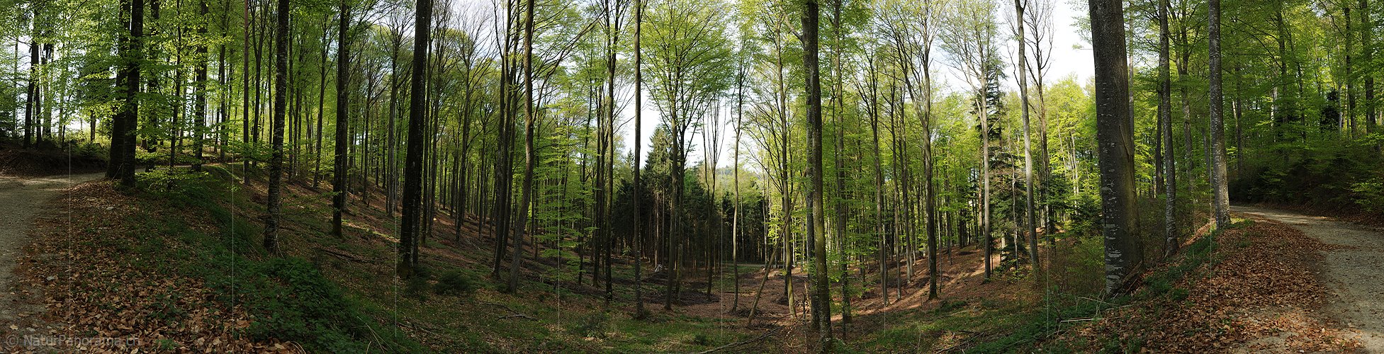 P004814: Panoramafoto Frühlingswald