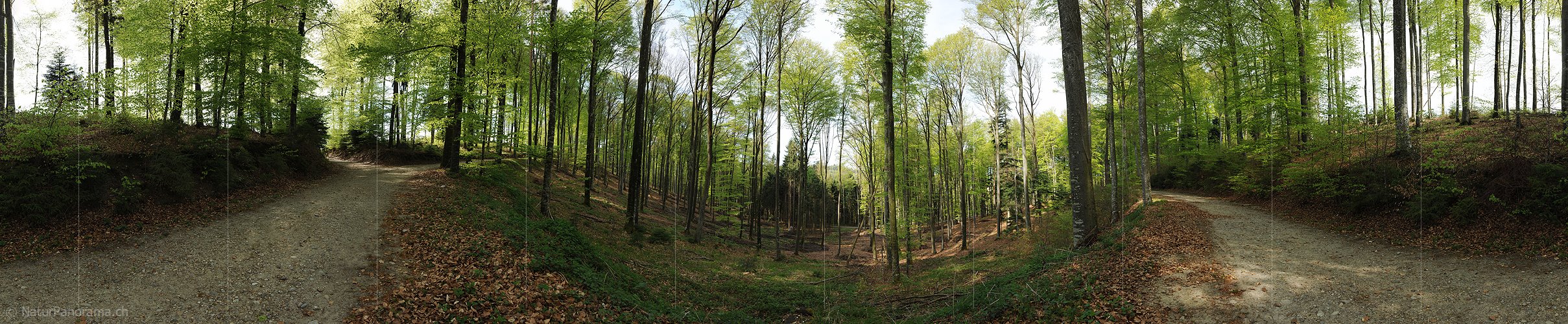 P004817: Panoramaaufnahme Frühlingswald