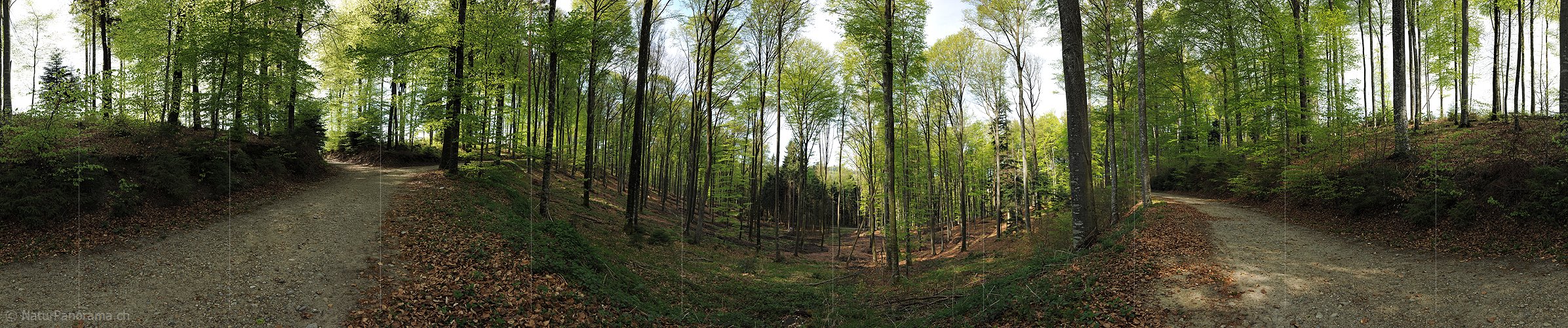 P004817a: 360° Panoramafoto Frühlingswald
