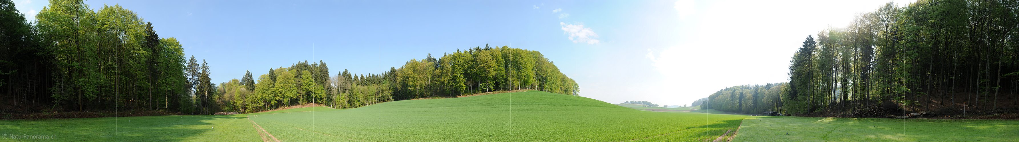 P004841: Grosspanoramabild Frühlingslandschaft mit Buchenwald