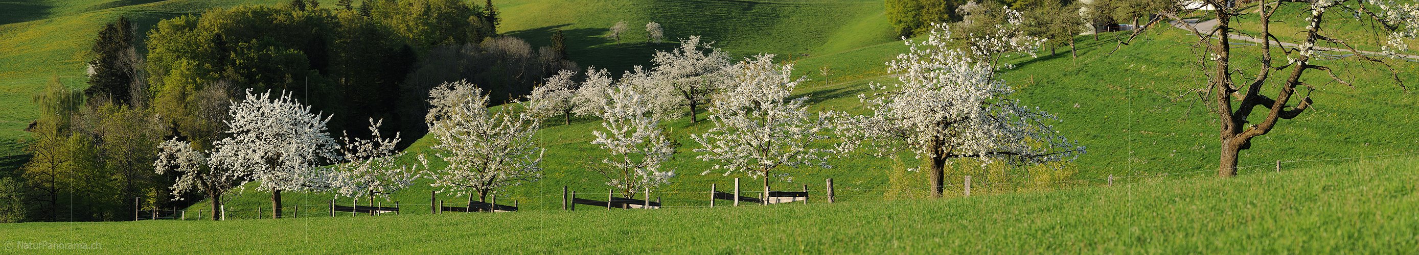 P004852: Panoramabild Blühende Bäume