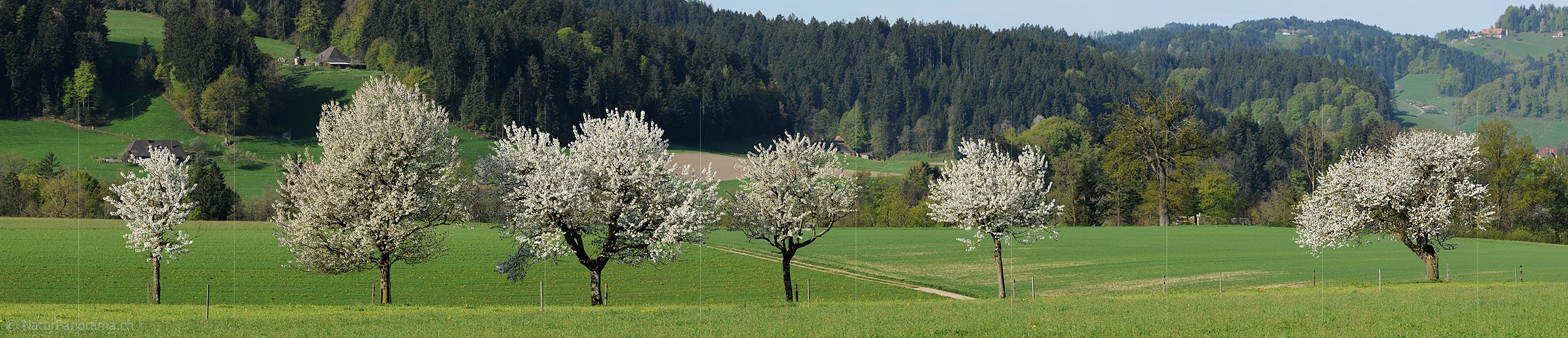 P004865: Panoramabild Blühende Baumreihe