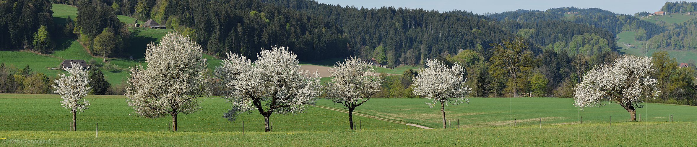 P004865a: Panoramafoto Blühende Baumreihe