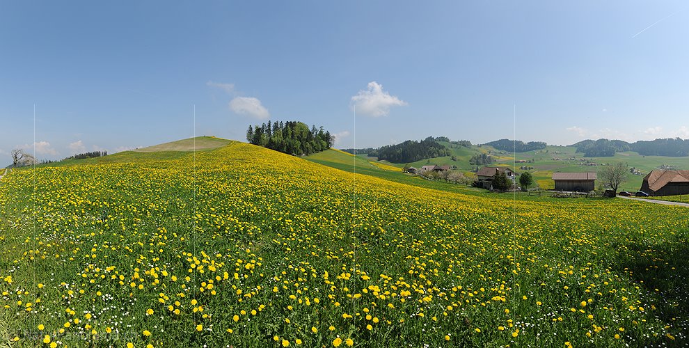 P004904: Panorama Blühende Löwenzahnwiese