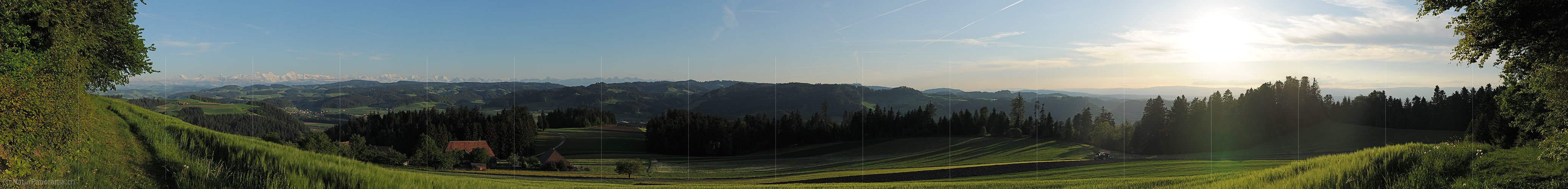 P004984: Panoramabild Getreidefeld in Hügellandschaft