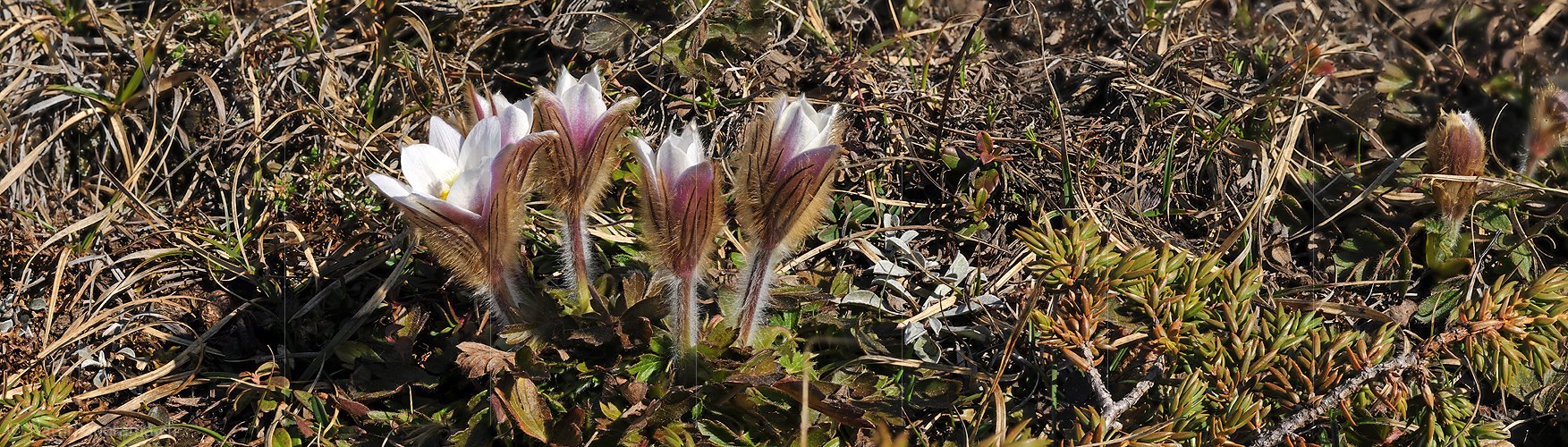 P005007: Panorama Pelzanemone