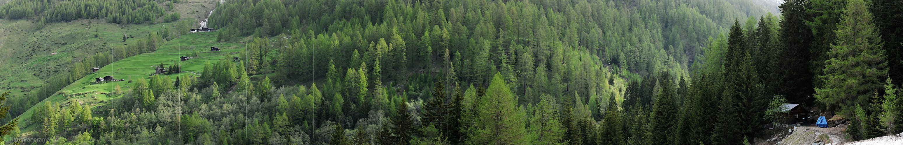 P005022: Grosspanoramabild Lärchenwald