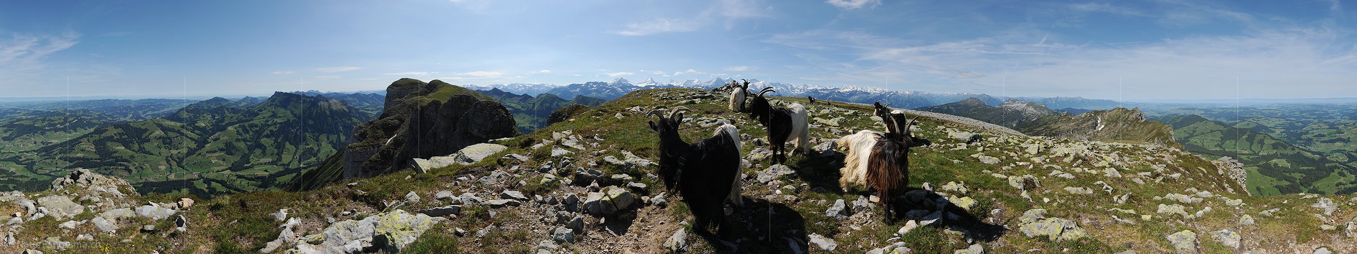 P005153: Panoramabild Schwarzhalsziegen vor Berner Alpen