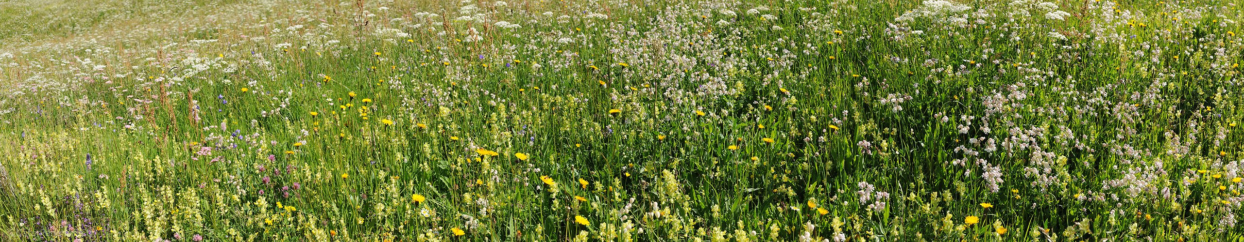 P005251: Panoramabild Blumenwiese