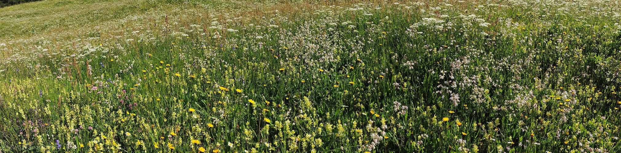 P005252: Panoramabild Heuwiese