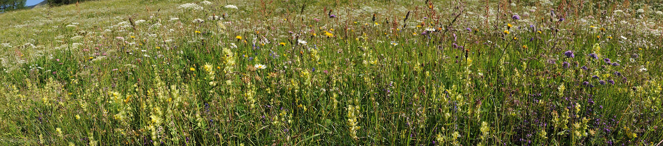 P005254: Panorama Blumenwiese
