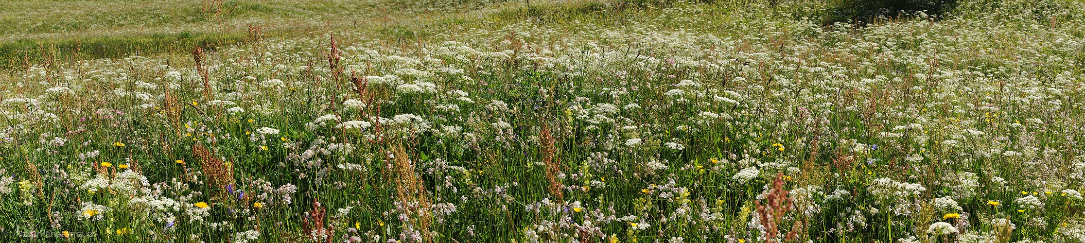 P005257: Panorama Heuwiese