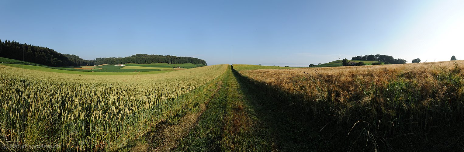 P005281: Panorama Feldweg zwischen Getreidefeldern