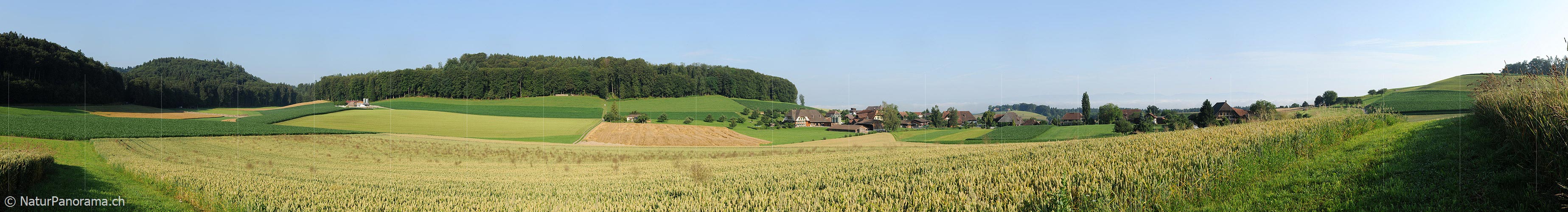 P005284: Panorama of grain field