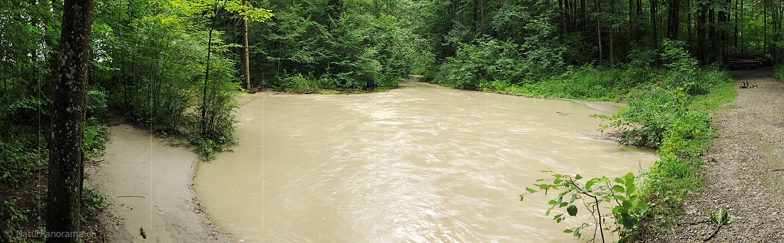 P005321: Panoramabild Hochwasser im Auenwald